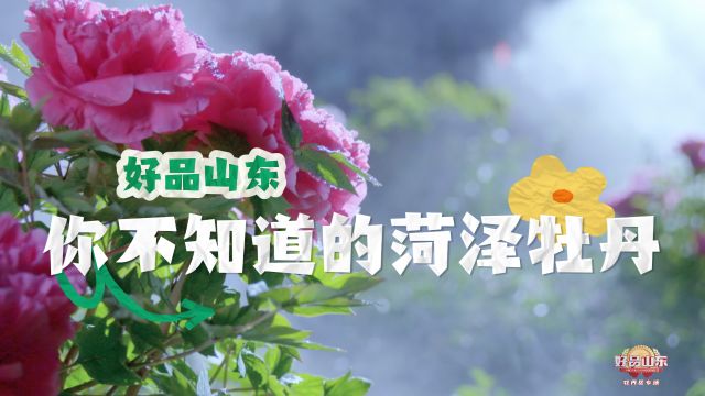 菏泽牡丹:“一朵花”的跨界之旅,从“富贵之花”到“富民之花”,牡丹已走入寻常百姓家