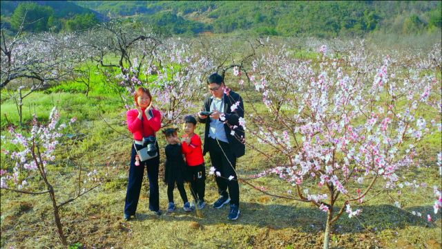 春暖花开桃园美景 乡村旅游打卡拍照好地方 广西桂林灌阳水车桃园等你来