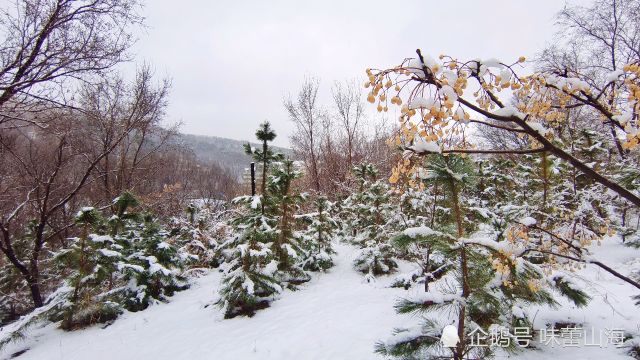 3月1号威海下雪了,登上这个小山坡,欣赏阳春三月的美丽雪景