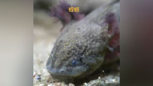 蝾螈再生能力到底有多强？超出你的想象！高清1080p在线观看平台腾讯视频 