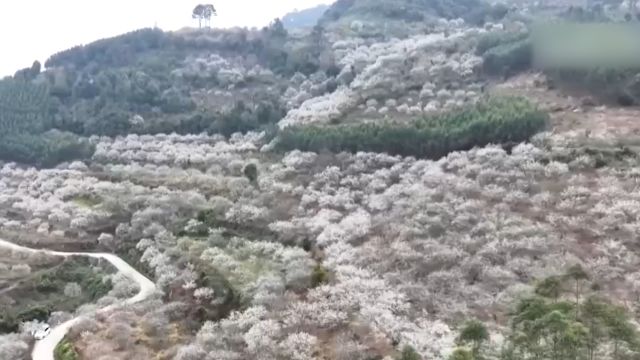 广西大新:青梅花开白如雪