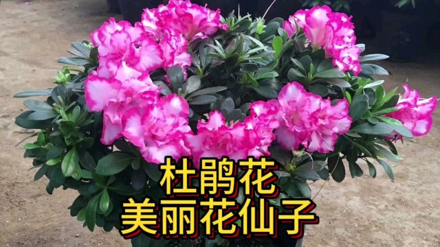 杜鹃想养好,三点要做到,花团锦簇,花繁叶茂不是梦