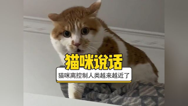 当猫咪学会说话,简直不要太离谱了#猫咪的迷惑行为 #猫