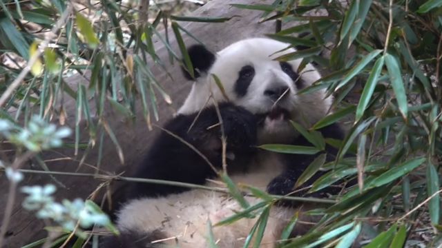 谭爷爷去北京看萌兰,留花花乖巧看家:喝了个水后就躺下干饭