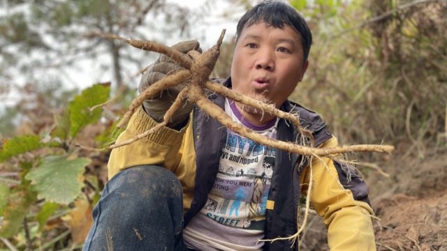 野党参是西南民族的食材特产,传承千年味道