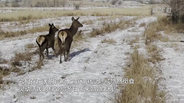 新疆和硕县:天山马鹿踏雪“出游”