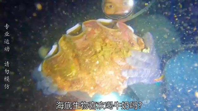 海底真奇妙,砗磲喝牛奶户外抓海鲜