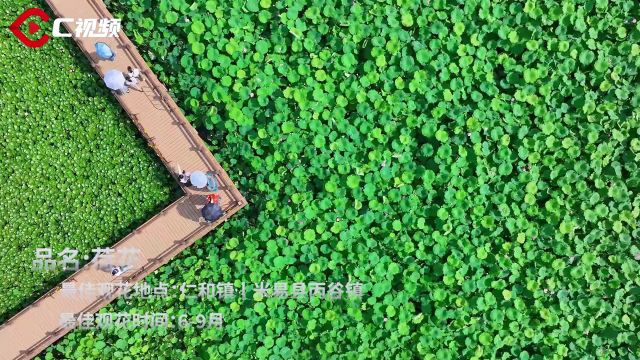 C视频 | 攀枝花第二届花节开幕 邀你追一路繁花