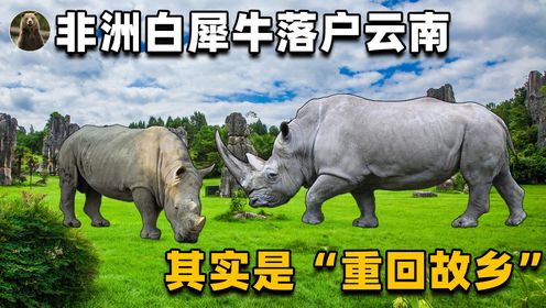 非洲白犀牛落户云南!它们都能在这里生活,那中国犀牛能复活吗?