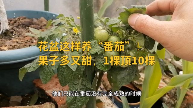 花盆这样养“番茄”!果子多又甜,1棵顶10棵