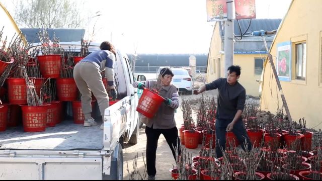 菏泽:60余万盆催花牡丹含苞待放发往全国各地供应年宵花市场