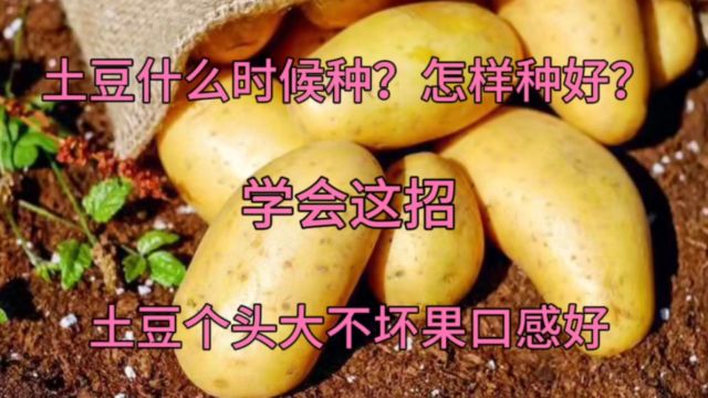 土豆什么时候种?怎样种好?这样做后期土豆个头大不坏果口感好