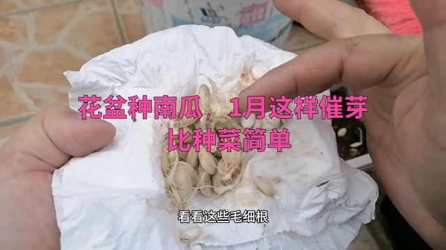 花盆种南瓜,1月这样催芽,根系发达长得快,比种菜简单