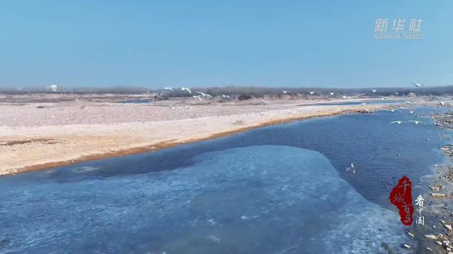 千城百县看中国|河北沙河:成群天鹅来“做客”