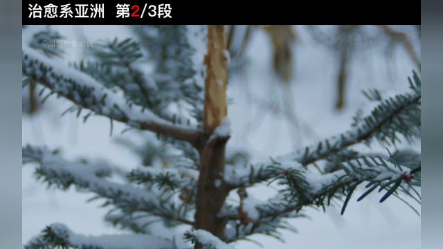 1134神农架人形雪怪,大眼翘鼻好可爱纪录片动物