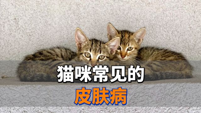 猫咪常见的皮肤病,养猫的你要清楚!