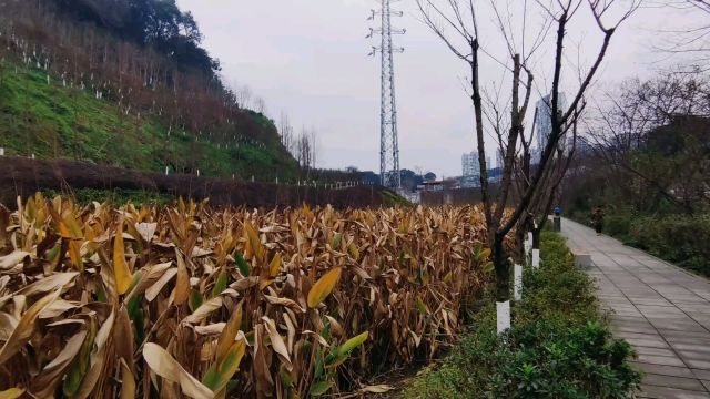 曾经的荒坡“变身”家门口的风景,成为附近居民茶余饭后的休闲地