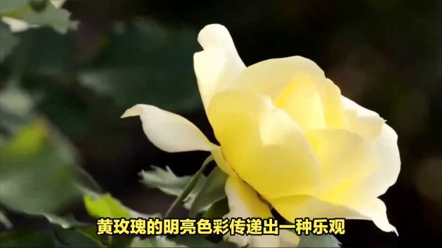 黄玫瑰的花语和象征意义,送女朋友太丢人了!