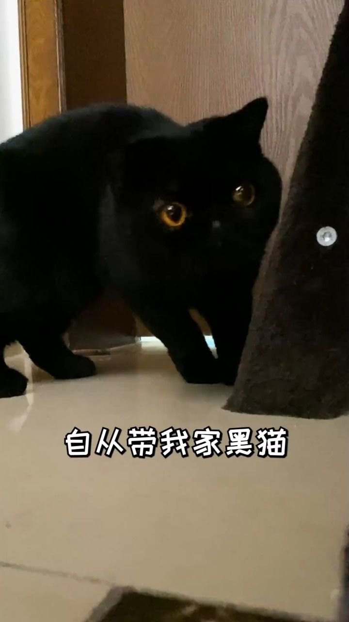 奉劝大家不要养黑猫!