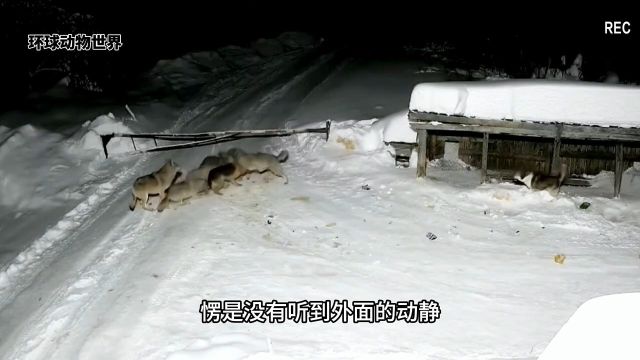 野狼趁着夜色偷偷溜进村庄,并且偷袭看家狗