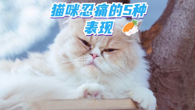 猫咪忍痛的5种表现,铲屎官千万别大意!