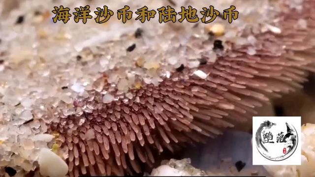 海洋沙币和陆地沙币