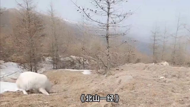 中国神话中的“山海时代”,《山海经》中的奇异——《北山一经》