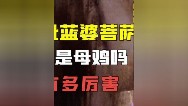 西游记里诡异的毗蓝婆菩萨,原型真的是母鸡吗?她究竟有多厉害 #毗蓝婆菩萨 #西游记