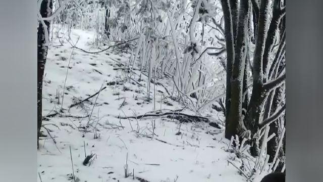 湖北五峰:珍稀野生动物“爬冰卧雪”萌态百出