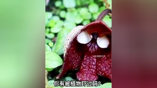 全球7个恐怖的植物,以后看到就不会被吓到了三