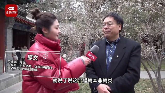 “蜡梅”还是“腊梅”?北京首届家庭园艺嘉年华邀请蜡梅专家为您解读