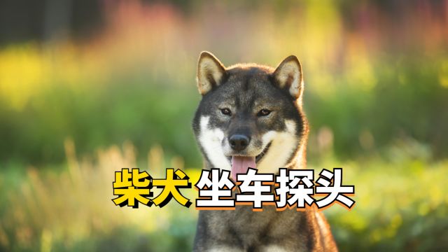 柴犬坐车把头探出窗的原因,你知道几个呢?