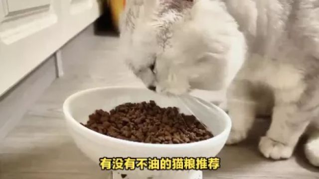 有没有不油的猫粮推荐?推荐福派斯猫粮