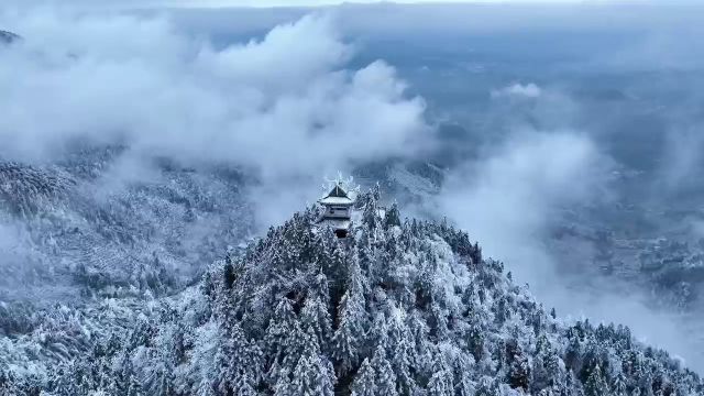 视频|紫鹊雪景美出“高冷范儿”