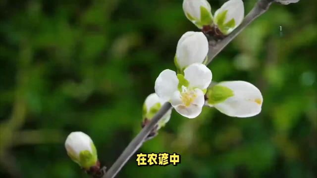 二十四节气之今日惊蛰