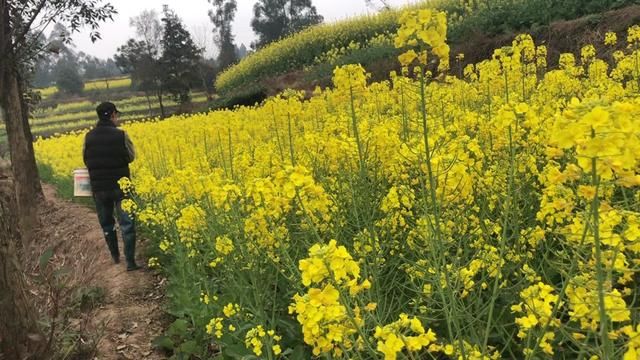 抓鳝鱼确摸到了泥鳅窝,一个洞四条泥鳅,找棒棒也要把它撬出来.