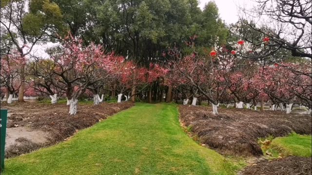 沪游记(二)——世纪梅园