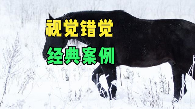 黑马走在雪地上,视觉错觉让你无法分辨它在靠近或是远离