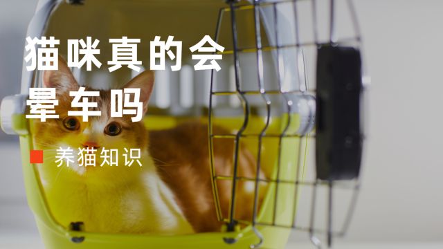 猫咪真的会晕车吗?真相来了