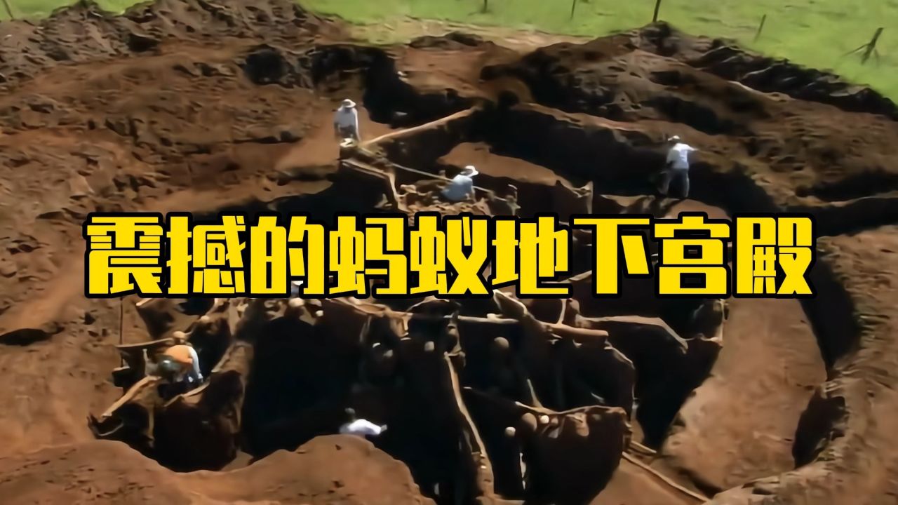 震撼的蚂蚁地下宫殿