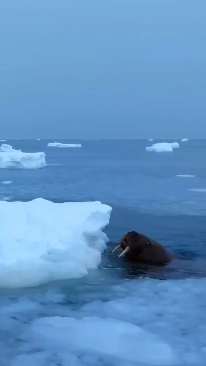 海冰上萌萌的北极海象