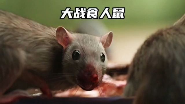 靠吃猫肉为生的老鼠