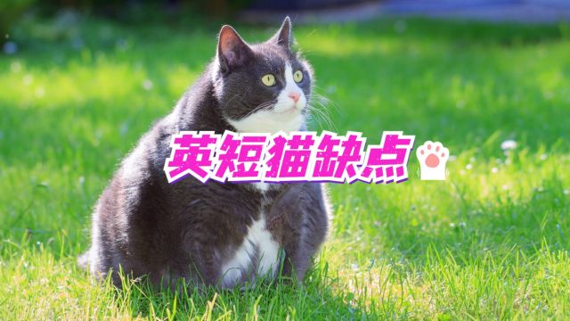 你知道英短猫的缺点吗?