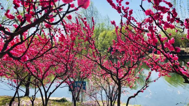 元宵节碰上倒春寒:情深遇雪春初暖,缘浅观花冬余寒