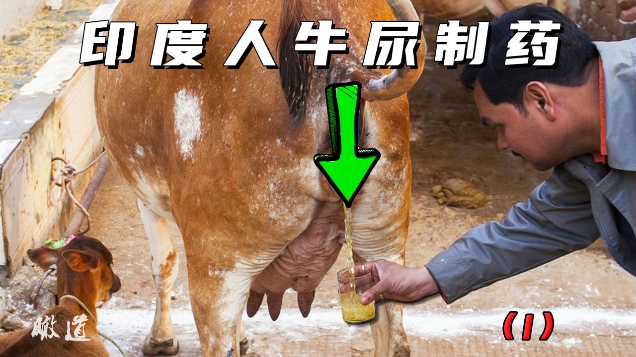 印度人用牛尿制作饮品,其口味众多,一瓶卖63元