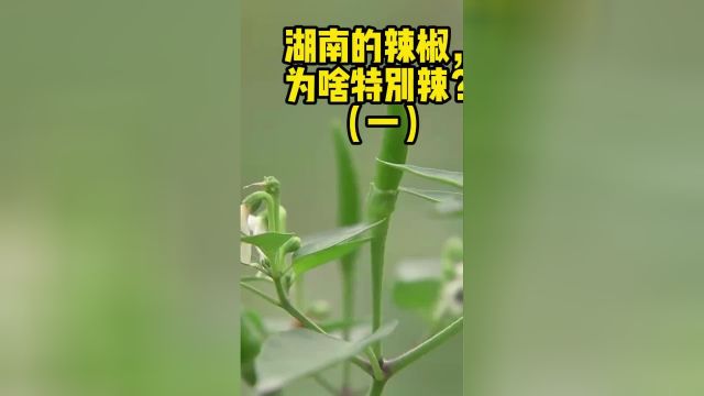 湖南的辣椒,为啥特别辣?(一)