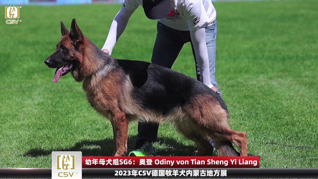 2023年csv德国牧羊犬内蒙古地方展成年公犬组v3犬只讲评