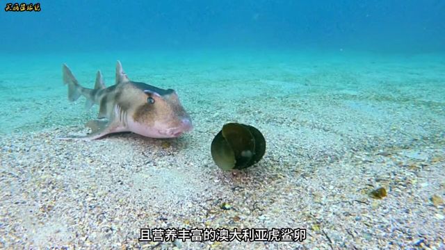 口口爆浆海洋生物神奇动物在抖音