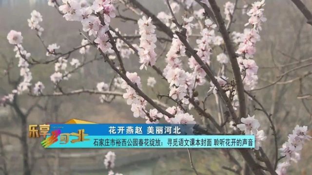 花开燕赵 美丽河北|石家庄市裕西公园春花绽放:寻觅语文课本封面 聆听花开的声音