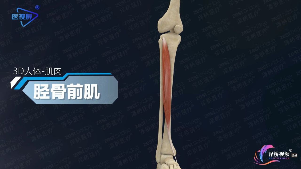 人体奥秘之胫骨前肌
